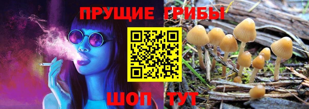 Псилоцибиновые грибы Psilocybe Туапсе
